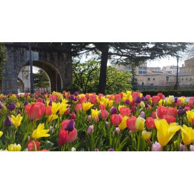 Pamplona estalla en color esta primavera con una floración que se puede ver hasta mayo en sus parques