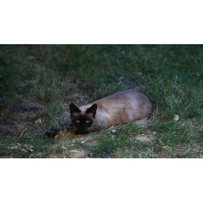 Condenado por coaccionar durante años a una mujer que alimentaba a una colonia felina