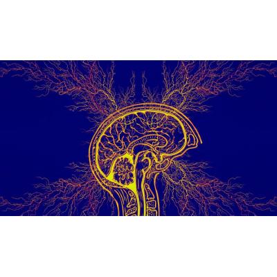Descubren una conexión entre los tics y las funciones emocionales del cerebro