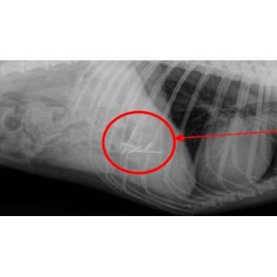 Alerta: cebos con clavos para perros en un parque de la Comarca de Pamplona: hay un joven investigado