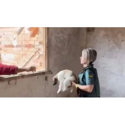 La Guardia Civil auxilia a dos cachorros de mastín abandonados en un inmueble decadente de Navarra