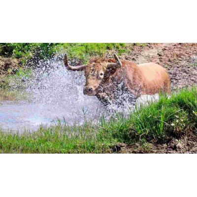 El precioso toro melocotón que correrá el encierro de San Fermín en dos meses en Pamplona