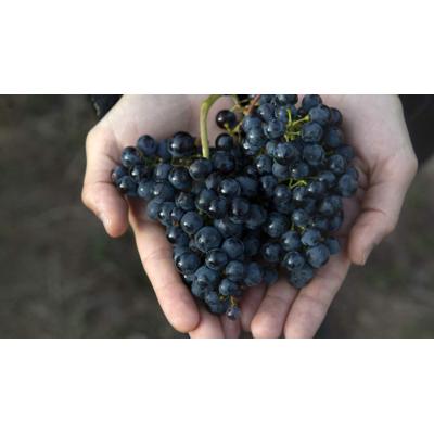 La bodega navarra que ha devuelto al vino una uva desaparecida desde finales del siglo XIX