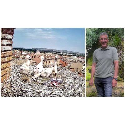 El nido de cigüeñas de Tudela viral que se ve en directo: “Es la primera vez que salen adelante cuatro crías”