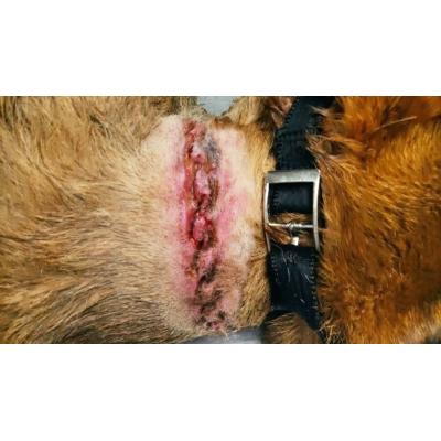 Investigan en Navarra a dos personas que mantenían a un perro atado a un árbol con graves heridas sangrantes