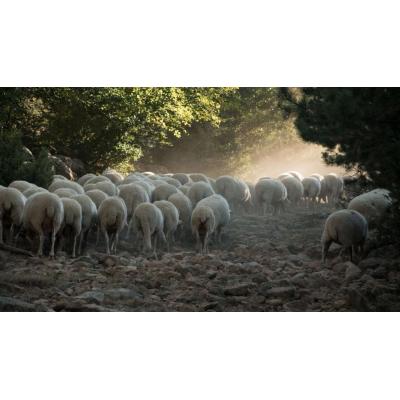 Navarra pagará más por los daños de osos y buitres al ganado y crea un procedimiento más ágil