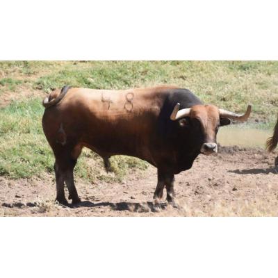 El espectacular toro colorado que correrá el encierro de San Fermín dentro de un mes en Pamplona