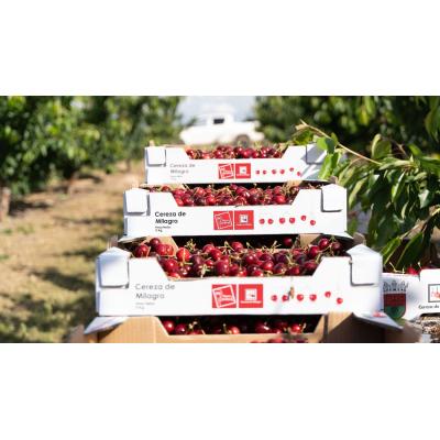 El pueblo de Navarra que espera reunir a 15.000 personas con más de 20 toneladas de cerezas